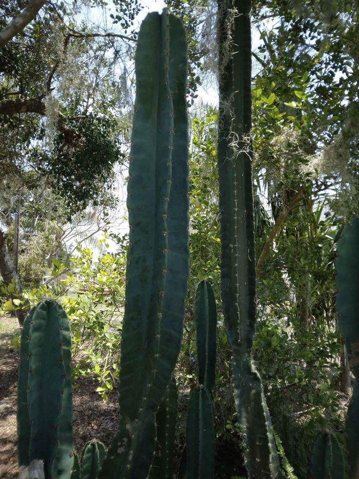 Peruvian Apple Cactus