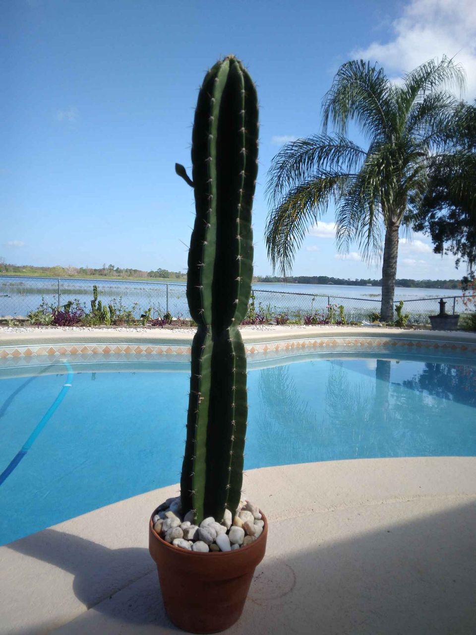 Peruvian Apple Cactus