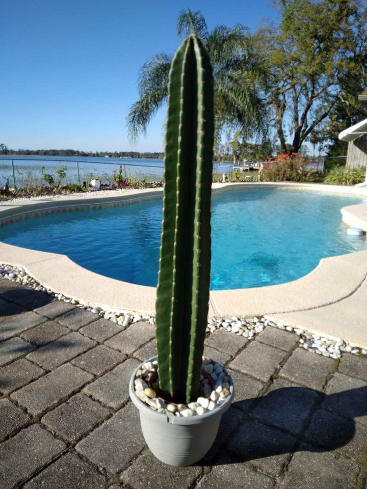 Peruvian Apple Cactus