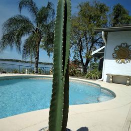 Peruvian Apple Cactus