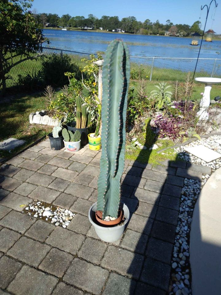 Peruvian Apple Cactus
