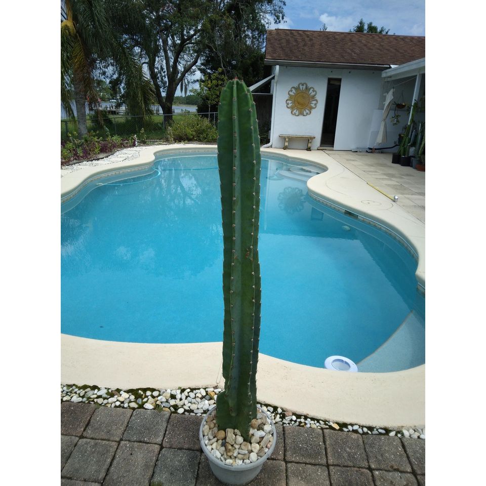 Peruvian Apple Cactus