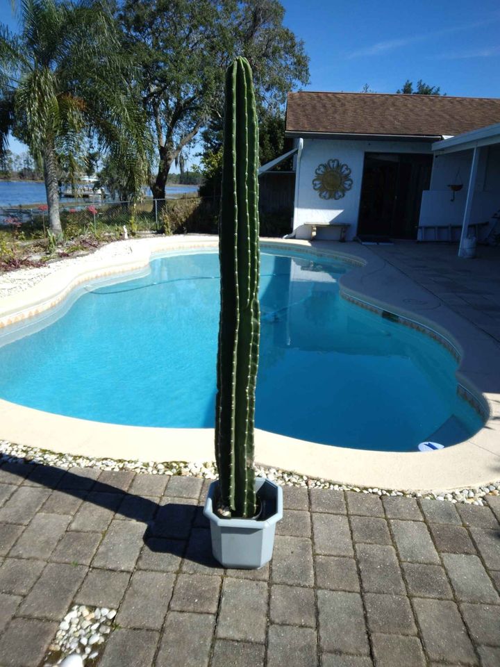 Peruvian Apple Cactus