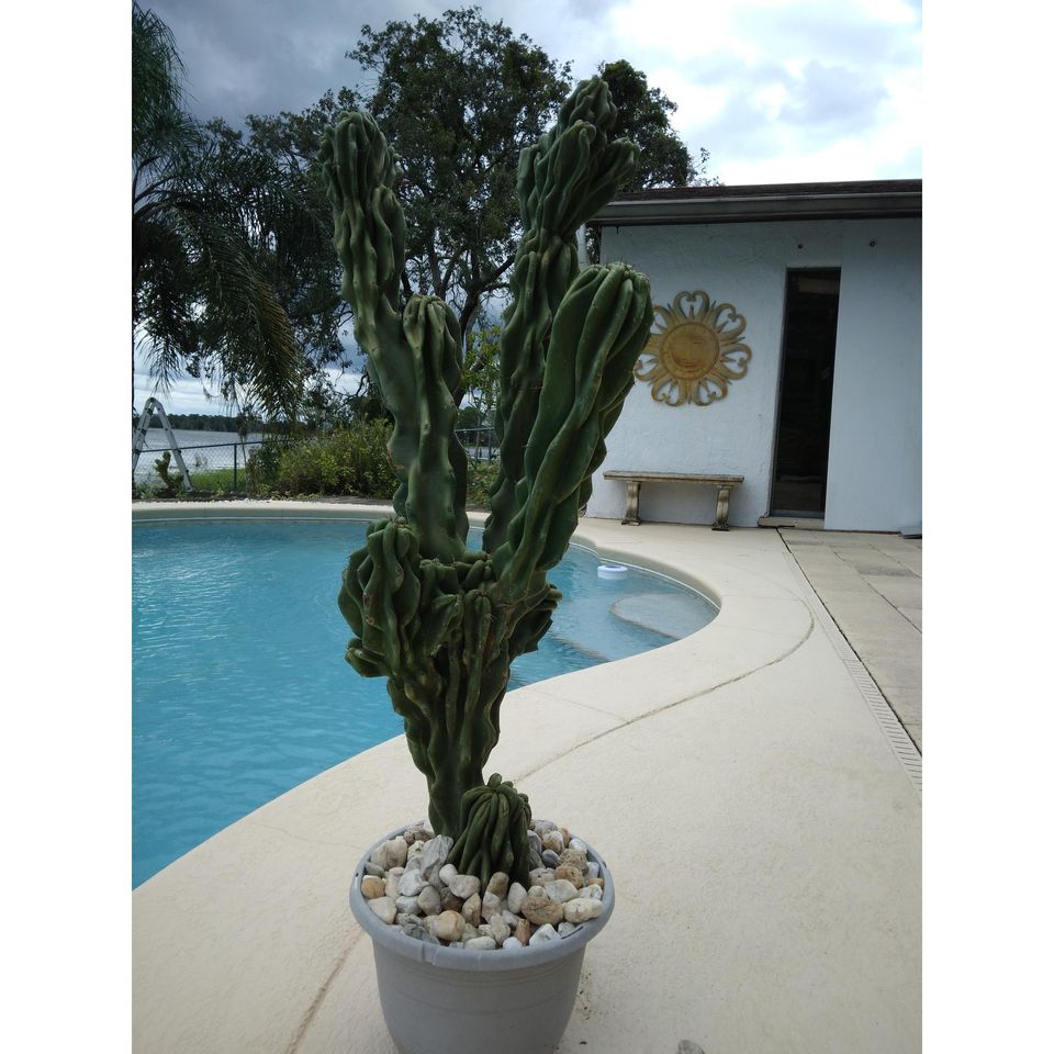 Peruvian Apple Cactus