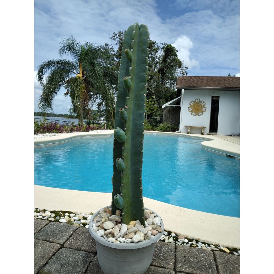 Peruvian Apple Cactus