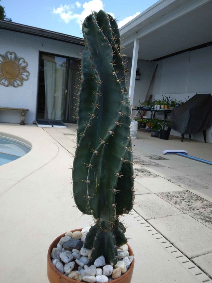 Spiral Peruvian Apple Cactus Cutting