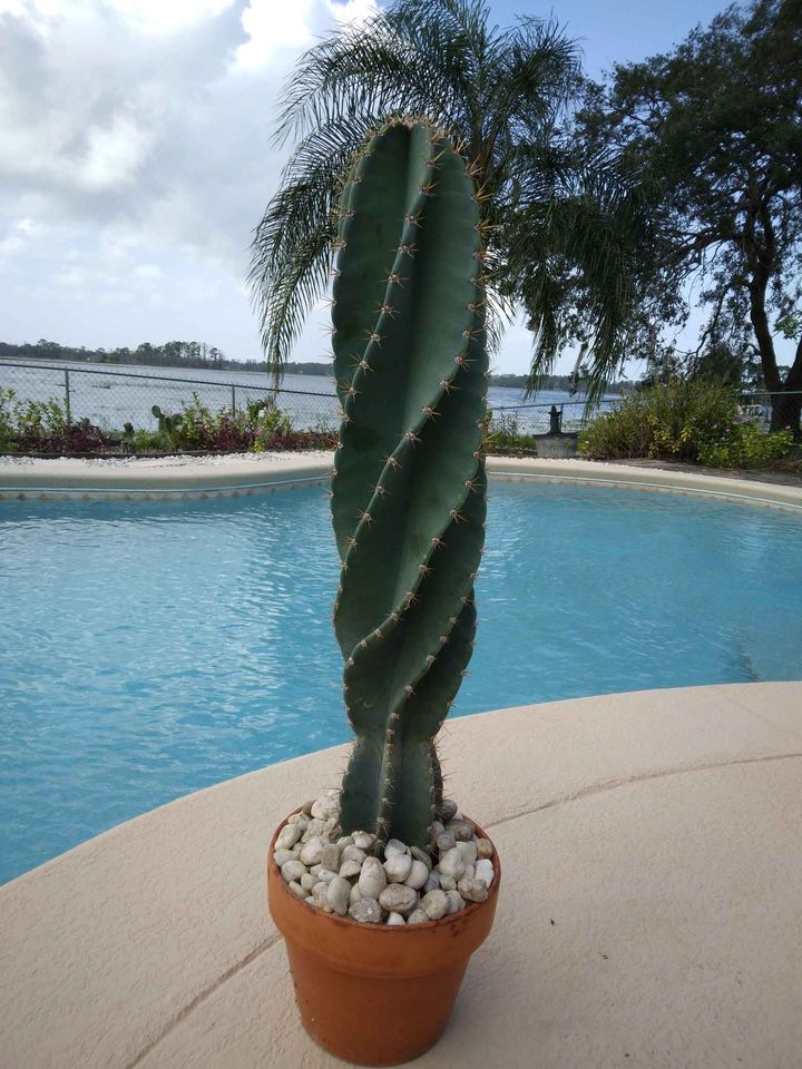 Spiral Peruvian Apple Cactus Cutting
