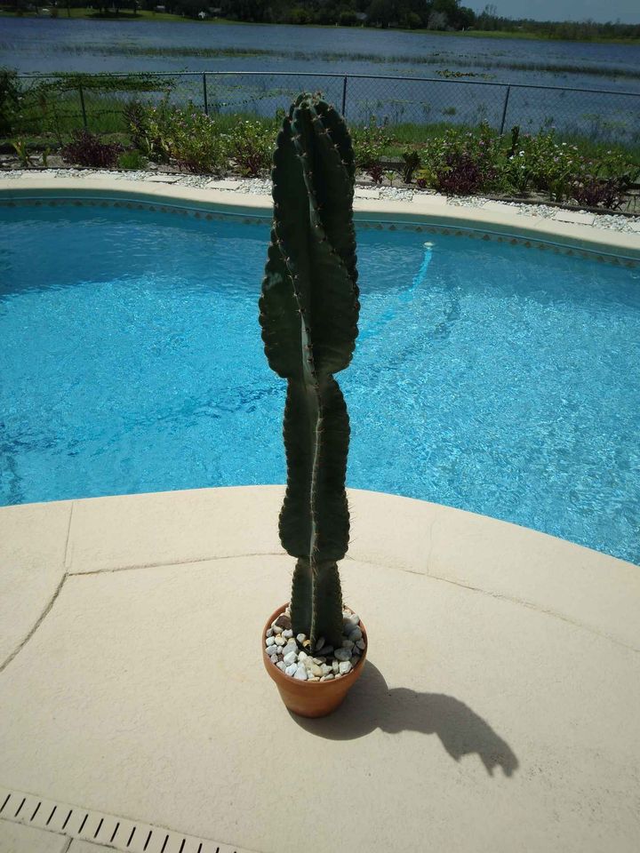 Spiral Peruvian Apple Cactus Cutting