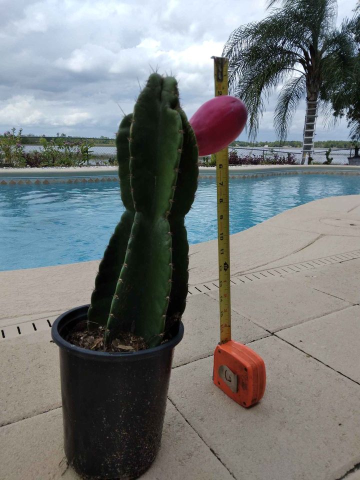 Peruvian Apple Cactus