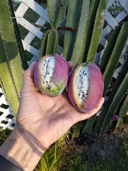 Palm Seeds