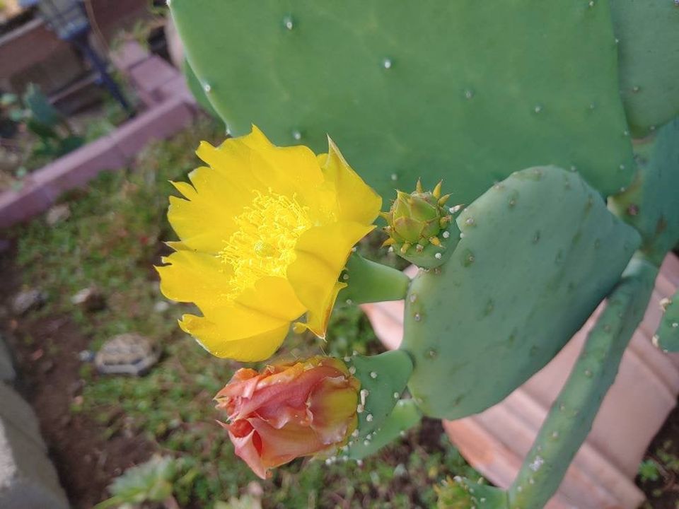 Prickly Pear Cactus