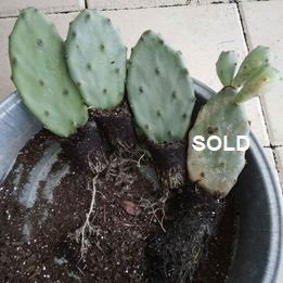 Prickly Pear Cactus Rooted