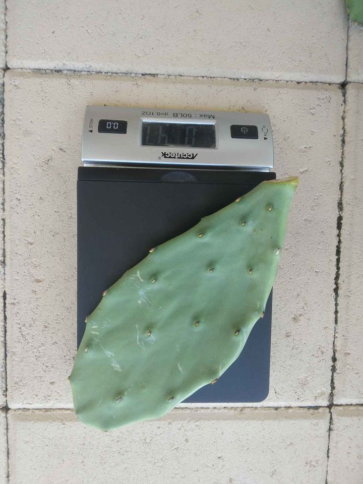 Prickly Pear Cactus Pads