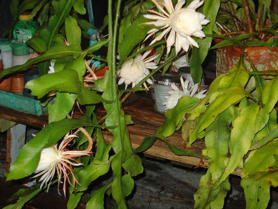 queen of the night cactus