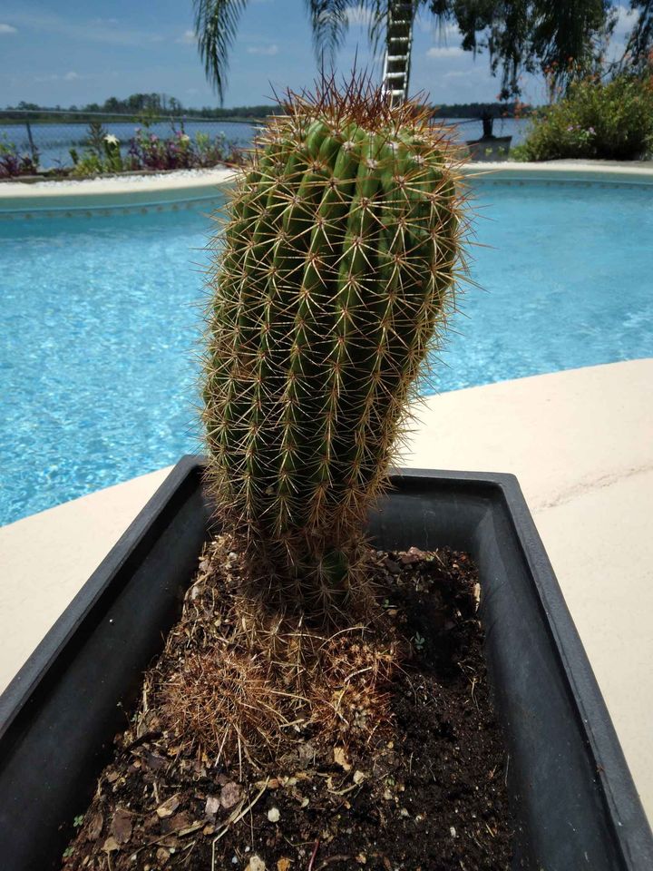 Red Torch Cactus
