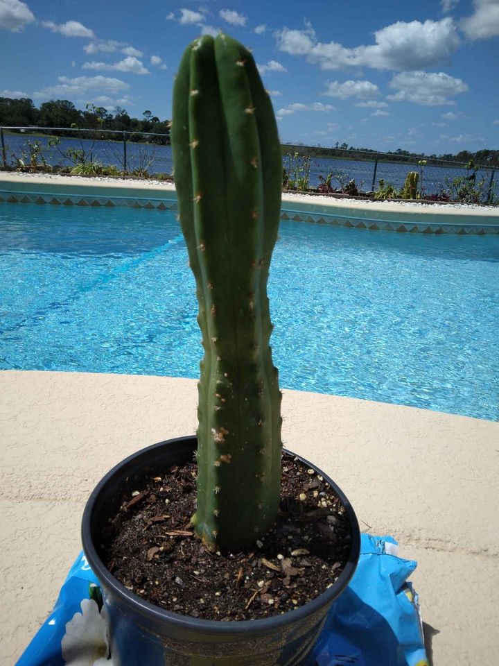 San Pedro Cactus