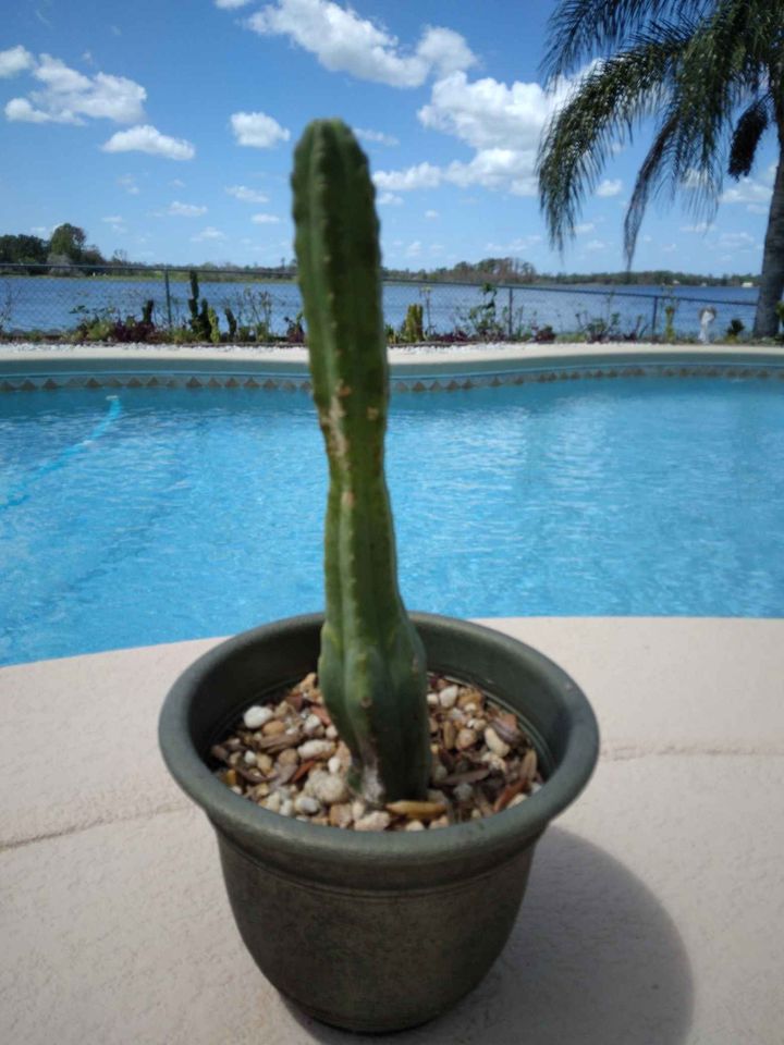 San Pedro Cactus