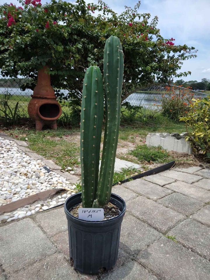 San Pedro Cactus