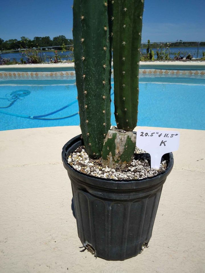 San Pedro Cactus