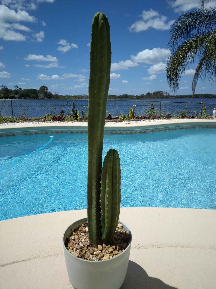 San Pedro Cactus