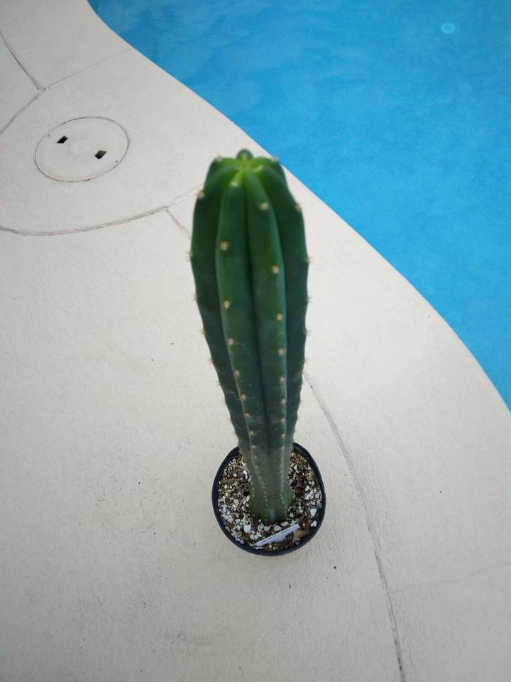 San Pedro Cactus