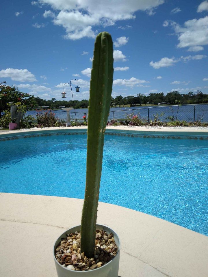 San Pedro Cactus
