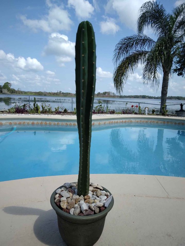 San Pedro Cactus
