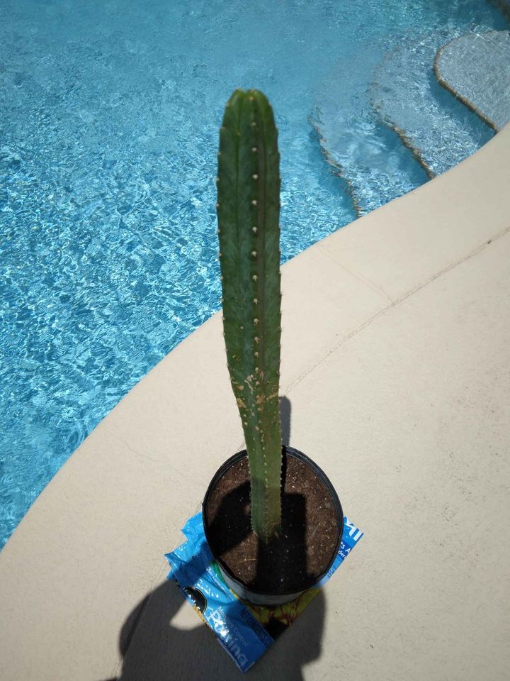 San Pedro Cactus