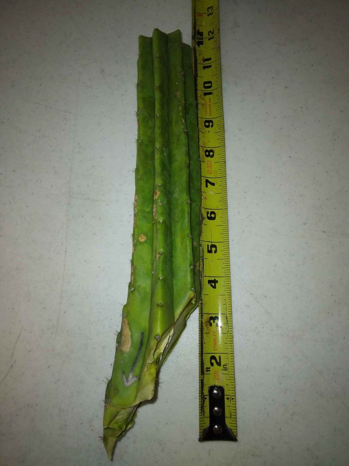 Trichocereus Pachanoi
