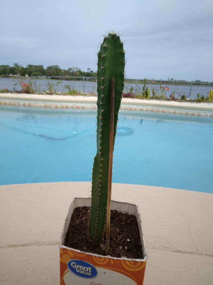 Seed Grown Peruvian Apple Cactus
