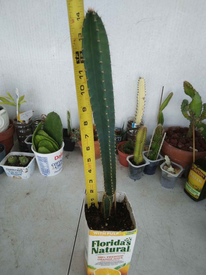 Peruvian Apple Cactus