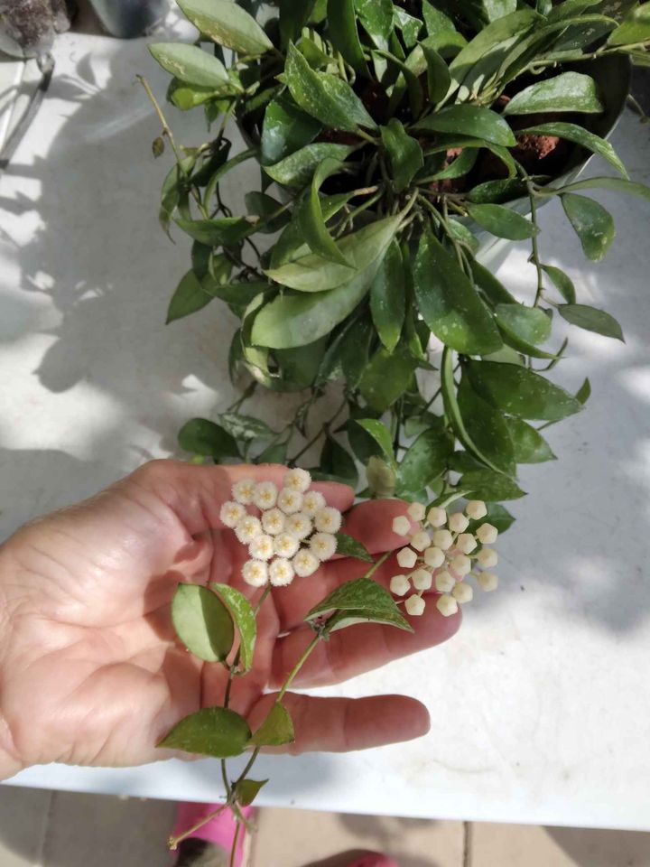 Snow Cap Lacuna Hoya