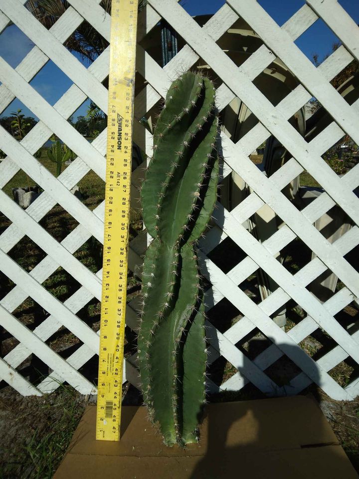 Twisty Spiral Peruvian Cactus