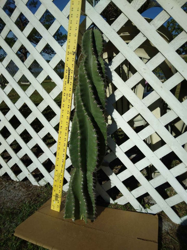 Twisty Spiral Peruvian Cactus