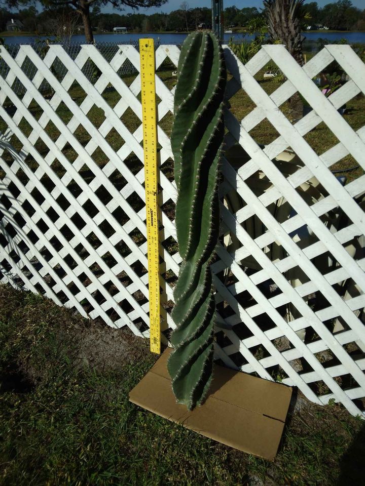 Twisty Spiral Peruvian Cactus