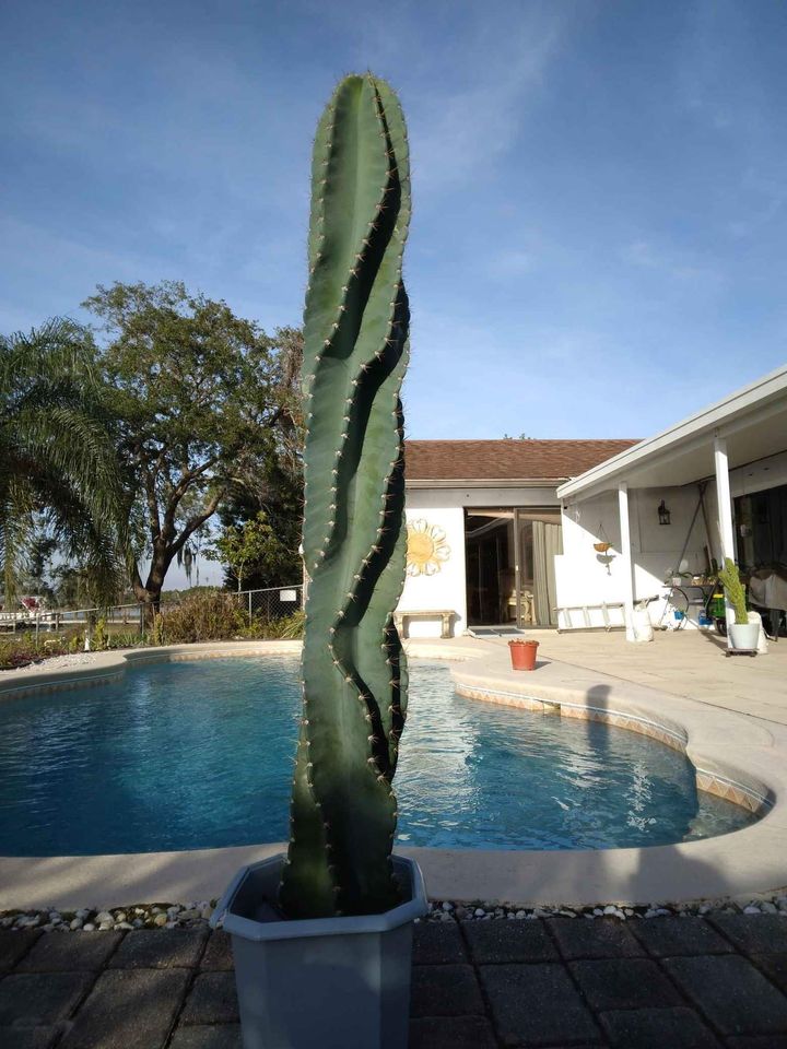 Twisty Spiral Peruvian Cactus
