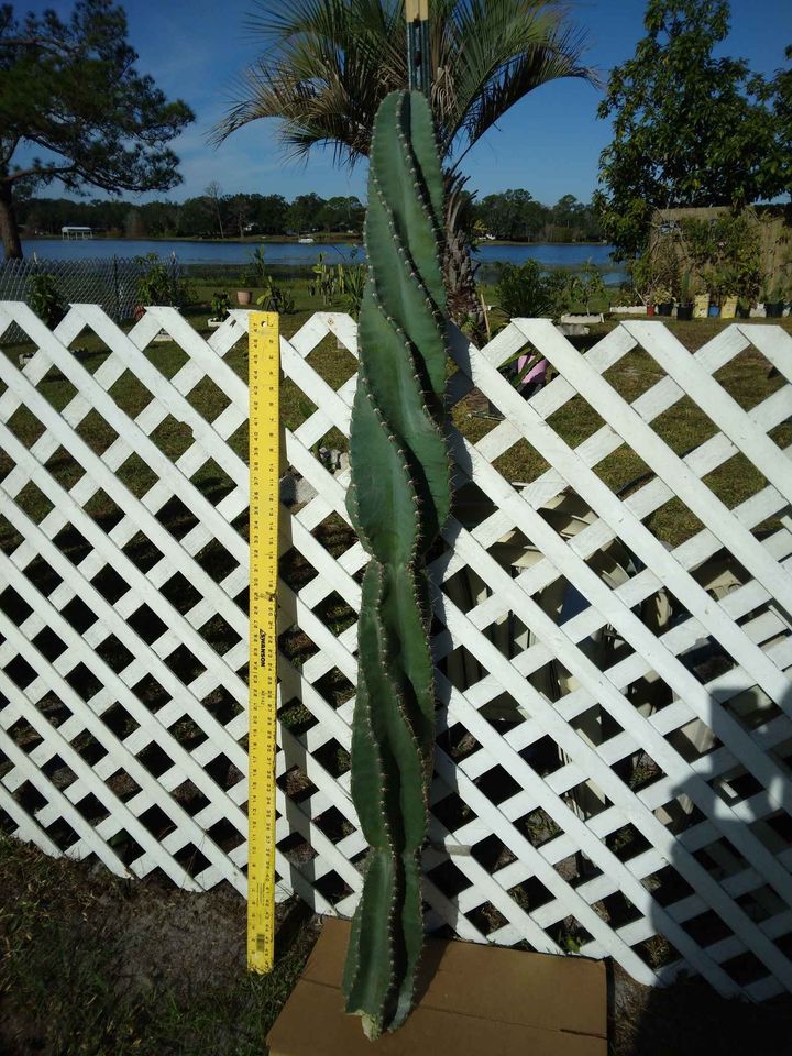 Twisty Spiral Peruvian Cactus