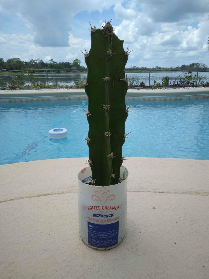 Sword Pear Cactus