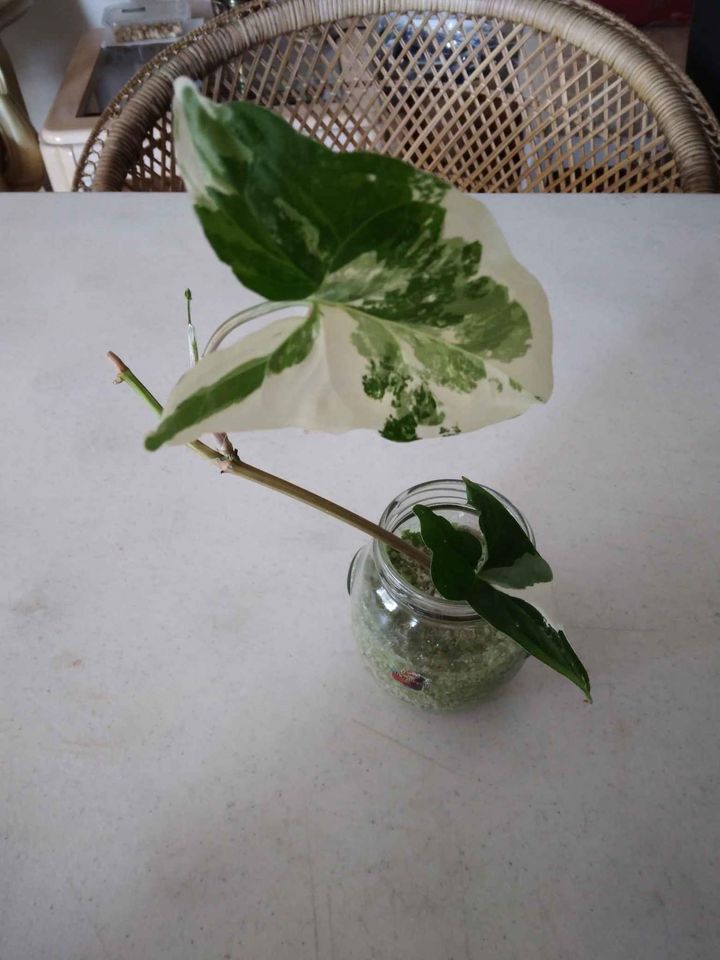 Syngonium Albo Rooted