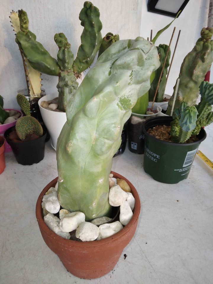Totem Pole Cactus Rooted