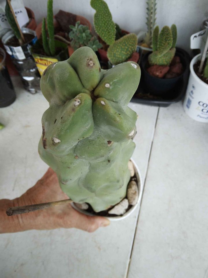 Pachycereus schottii