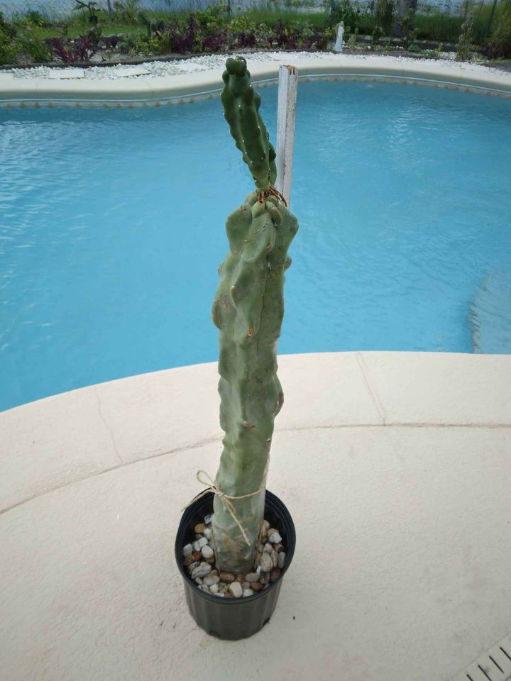 Pachycereus Schottii