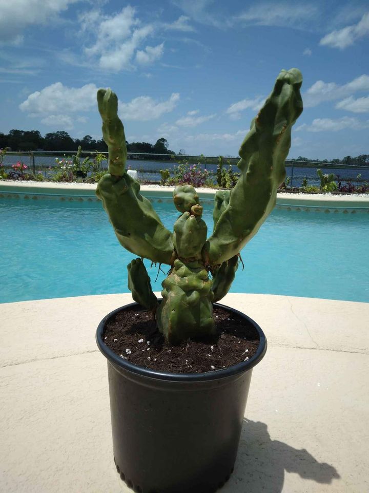 Pachycereus schottii