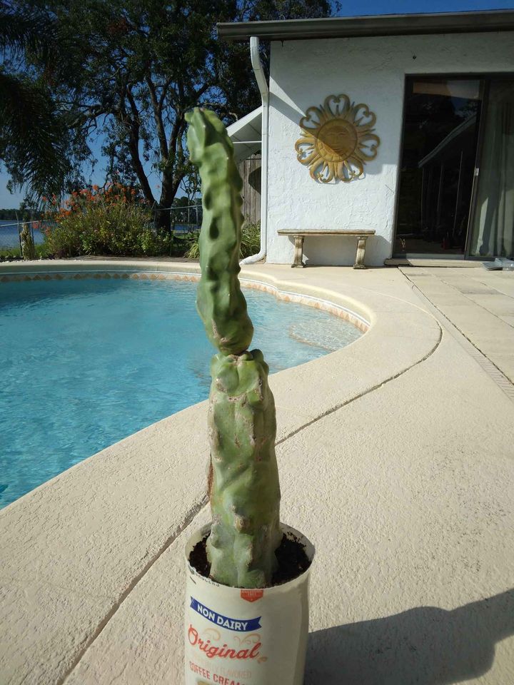 Pachycereus schottii