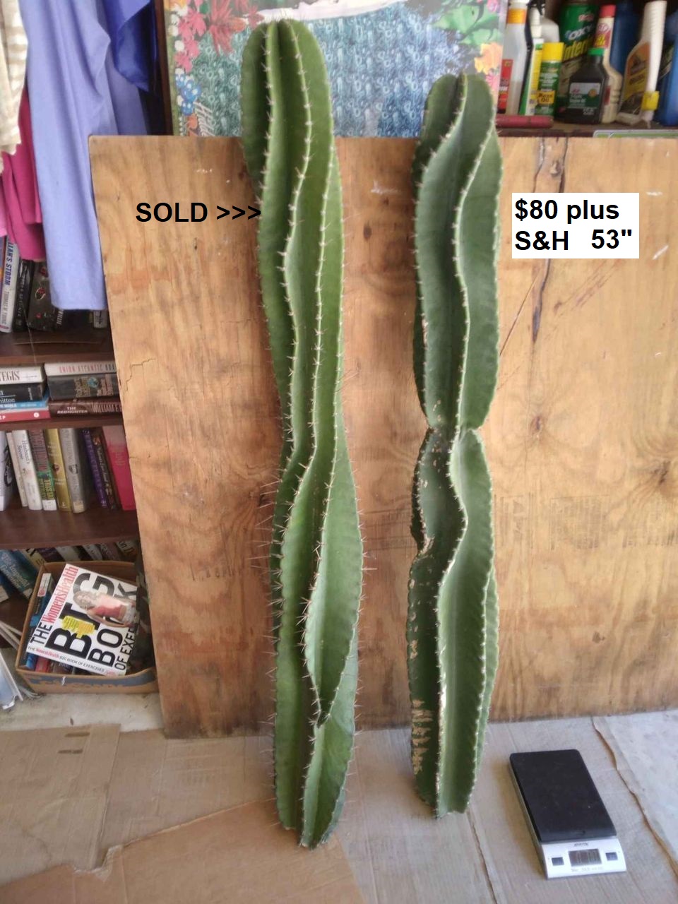 Monstrose Peruvian Apple Cactus